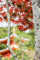 今熊野観音寺（京都府東山区）の紅葉