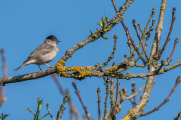A male blackcap on a tree