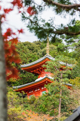 今熊野観音寺（京都府東山区）の紅葉