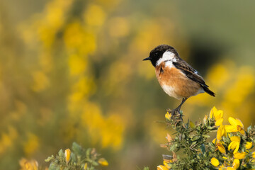 Fototapeta premium A male stonechat sitting on a branch-