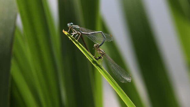 common bluet common or blue damselfly Enallagma cyathigerum mating