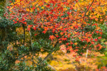 今熊野観音寺（京都府東山区）の紅葉