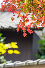 今熊野観音寺（京都府東山区）の紅葉