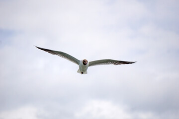 Flying black and white seagull