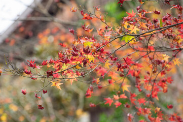 今熊野観音寺（京都府東山区）の紅葉
