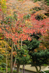 今熊野観音寺（京都府東山区）の紅葉