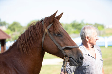 The muzzle of a horse against the background of a blurred elderly man.