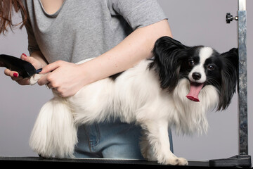 The groomer makes a haircut for the dog on the table in the pet salon. Dog grooming at the grooming salon