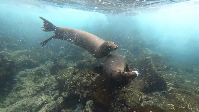 Sea Lions playing