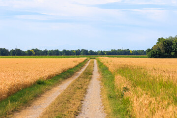 Fototapeta na wymiar Field path between ripening grain fields