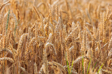 Fototapeta premium Background of golden yellow ripe wheat ears on a corn field