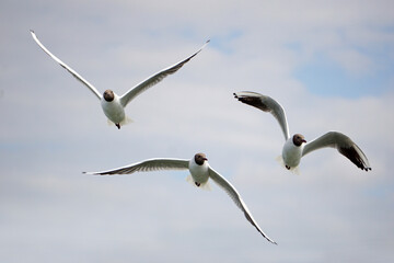 Three black and white seagulls flying