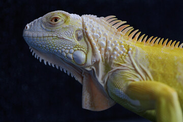 The head of the yellow iguana (Iguana iguana) looks beautiful and elegant. Selective focus on black...