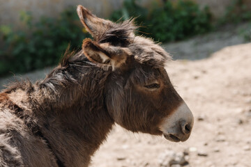 Fototapeta premium A donkey walks around the farm with its head down. Close up