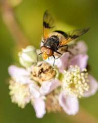 A pellucid fly (Volucella pellucens) on a flower