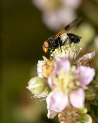 Fototapeta na wymiar A pellucid fly (Volucella pellucens) on a flower