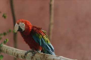  A red-green macaw or green-winged macaw sits on a branch in a zoo and looks at the camera