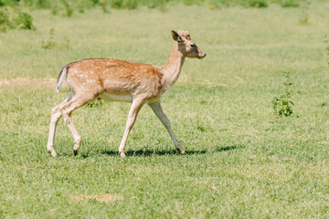 Naklejka na ściany i meble A young spotted white-tailed deer walks through a field in summer