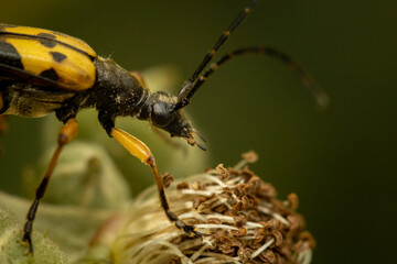 Spotted longhorn (Rutpela maculata) insect close up