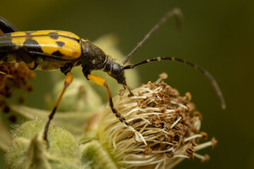 Spotted longhorn (Rutpela maculata) insect close up