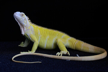 A yellow iguana (Iguana iguana) with an elegant pose. Selective focus on black background.