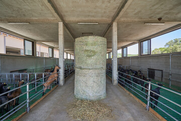 Open Farm with goats and hay