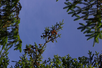 Kielder water and forest beautiful landscape 