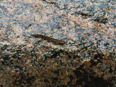 Freshwater blenny on wet rock surface