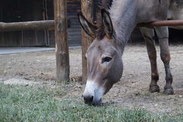 close-up of a domestic donkey behind a fence