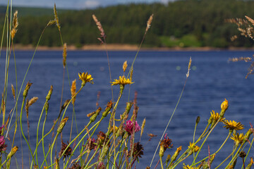 Beautiful flowers on with lake background