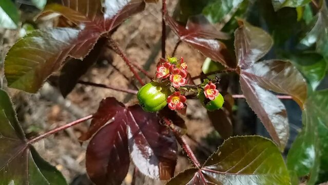 Macro footage of tiny green quince and its blossoming flowers