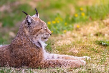 Side view of a Eurasian lynx on a meadow