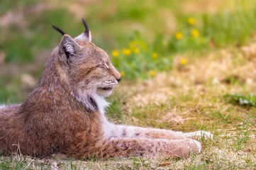Crédence de cuisine en verre imprimé Lynx Side view of a Eurasian lynx on a meadow