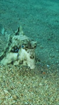 VERTICAL VIDEO: Close-up of Boxfish swims over sandy bottom. Thornback Boxfish or Camel Cowfish (Tetrosomus gibbosus) Red sea, Egypt