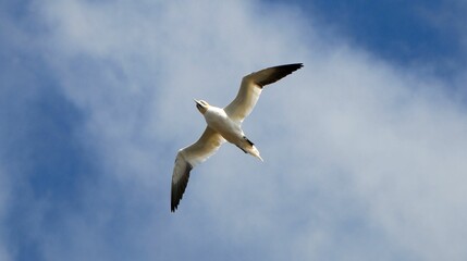 Northern Gannetflying high in the cloudy sky, Helgoland, Germany