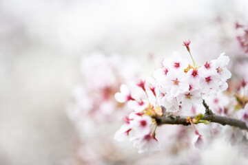 Fototapeta na wymiar Cherry Blossom. Shallow and selective focus on the branch of a flowering cherry tree with bokeh copy space.