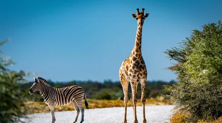 Fototapeten Stunning shot of a giraffe and a zebra standing next to each other in the Namibia savanna woodlands © Guillaume Brauchli/Wirestock Creators