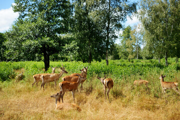 Wild deers at a zoo on hot summer day.