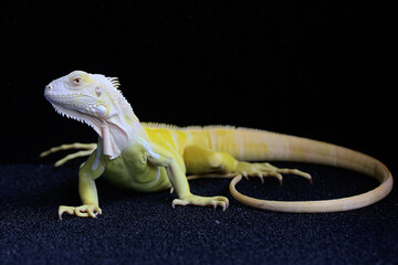 A yellow iguana (Iguana iguana) with an elegant pose. Selective focus on black background.