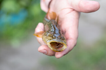 Catching rotan. Fishing on the lake. Rotan fish in the hand of a male fisherman.