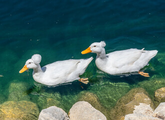 Obraz premium A pair of Crested Ducks swim in the lake at Echo Park in Los Angeles, CA.