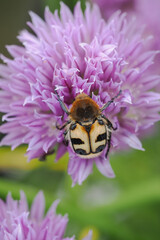 Spotted beetle on a pale purple chive flower.