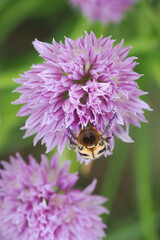 Spotted beetle on a pale purple chive flower.