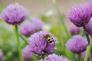 Spotted beetle on a pale purple chive flower.