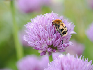 Spotted beetle on a pale purple chive flower.
