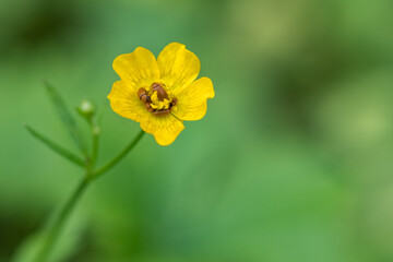 Tiny brown bugs in a yellow flower.