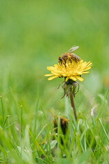 Obraz premium A bee pollinating a dandelion flower.