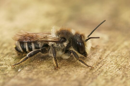 Closeup on a male of the Banded mud bee, Chalicodoma ericetorum, sitting on wood