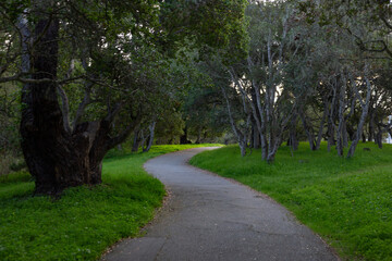 Dark green park with a trail