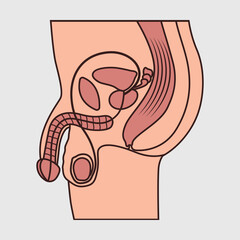 Male Reproductive System SVG Cut File, Penis Anatomy Svg, Urology Svg, Urinary System Anatomy Svg, Doctor School Svg, Medical Svg,